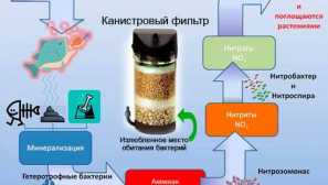 Dusičnany v akváriu: popis příčiny, boj, foto, video.